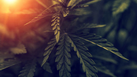 Cannabis leaves