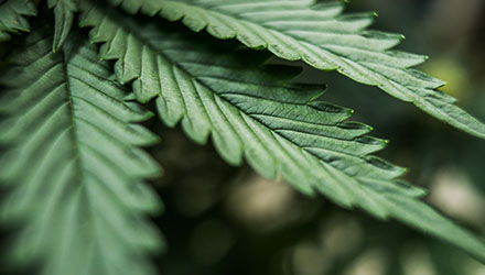 Cannabis plant