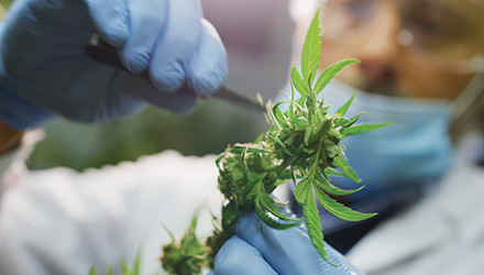 Trimming cannabis plant
