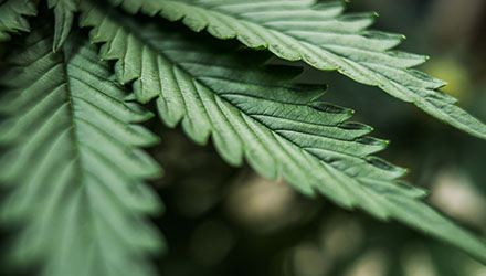 Cannabis leaves