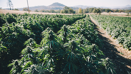 Cannabis Farm