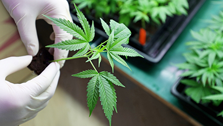 Person holding Cannabis flower