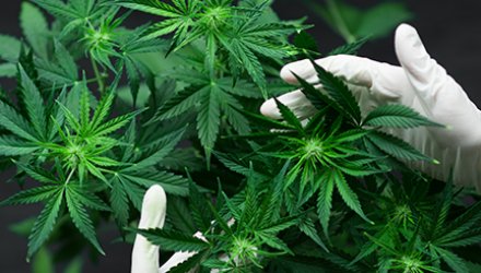 Cannabis flowers