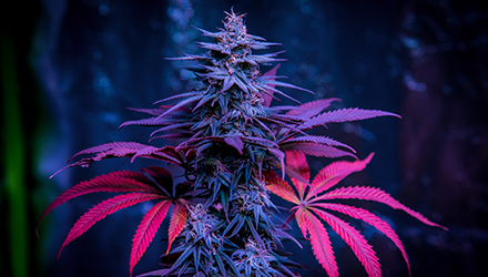 Cannabis flower