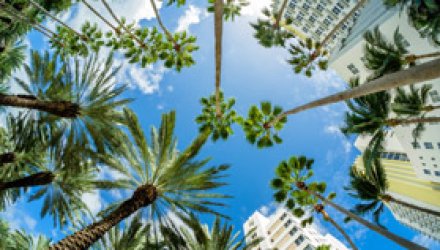 Miami palm trees