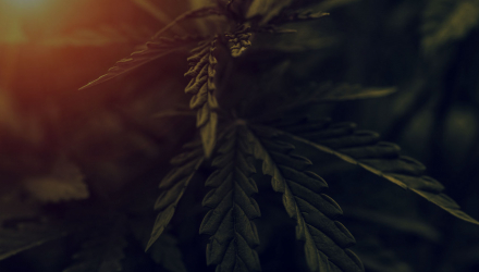 Cannabis Plant