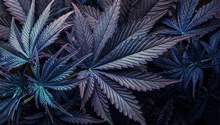 Purple/blue cannabis leaves on top of each other