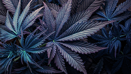 Purple/blue cannabis leaves on top of each other