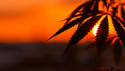 Cannabis in sunset