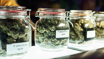 Marijuana in jars