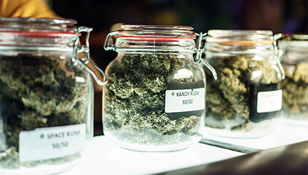 Marijuana in jars