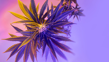 Cannabis plant with pink and purple background