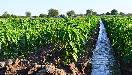 Water running through farmland