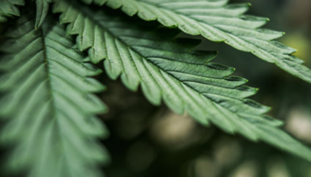Close Up of Marijuana Leaf