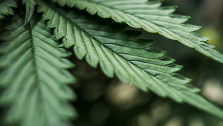 Close Up of Marijuana Leaf