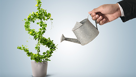 Watering a "money tree"